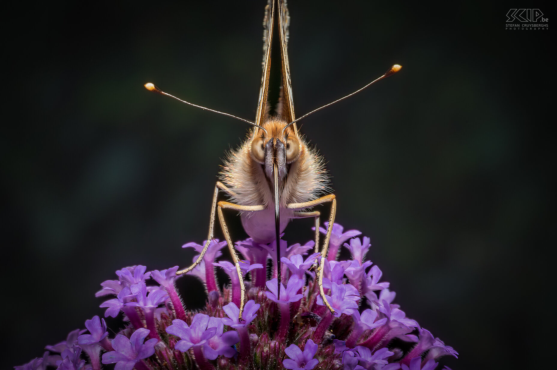 Butterflies - Painted lady The Painted Lady (Vanessa cardui) is also a beautiful butterfly that I could find daily in our garden for a few weeks this past summer. I was able to take some beautiful close-ups of it. Stefan Cruysberghs